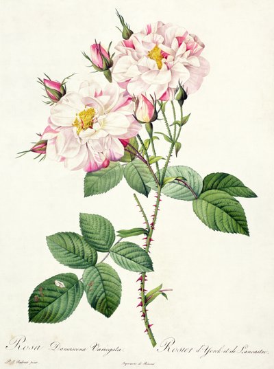 Rosa damascena variegata (York en Lancaster roos), gegraveerd door Bessin, uit 